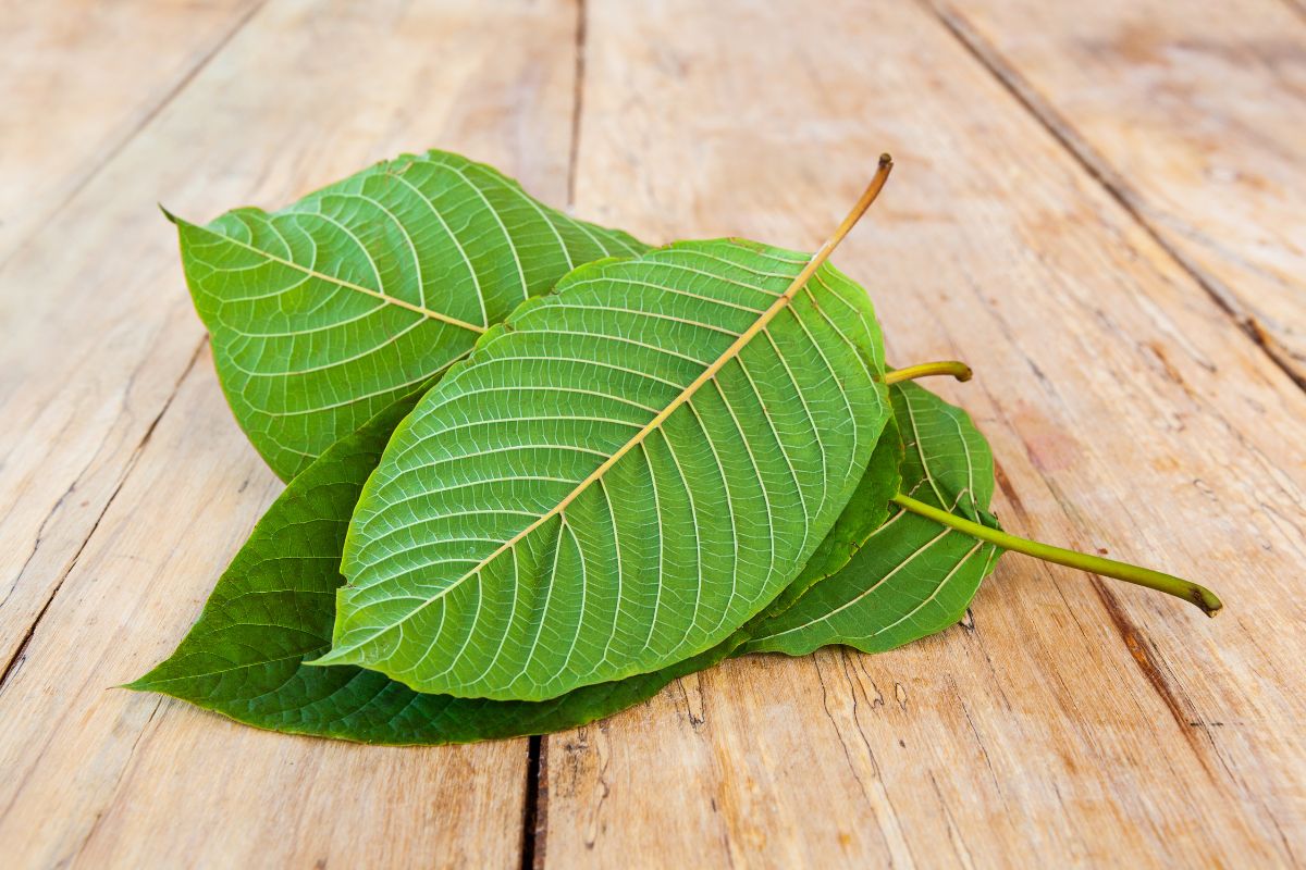 How long do the effects of Kratom last?