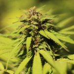 Exploring the Best Organic CBD Hemp Flower Strains for Medical Conditions