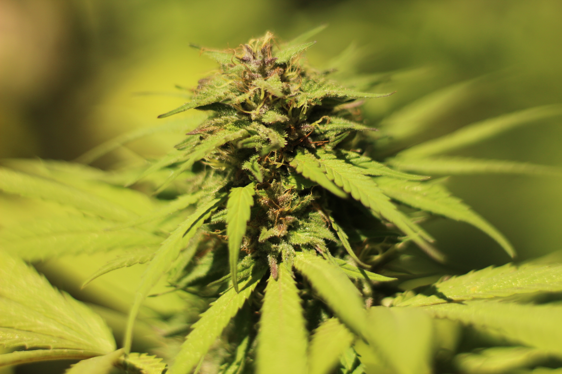 Exploring the Best Organic CBD Hemp Flower Strains for Medical Conditions